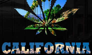 How to Spot Real Cali Weed in the UK: Counterfeit Packs, Terpene Density & Ash Testing