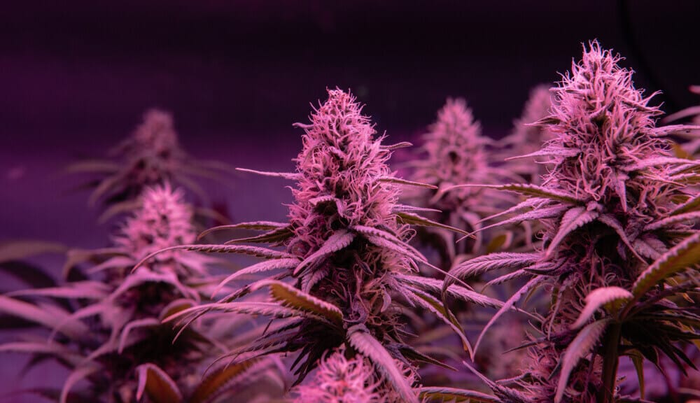 Strongest Indica Strains for Sleep & Pain in the UK: Terpene Profiles & Heavy Hitters - weed-market UK guide