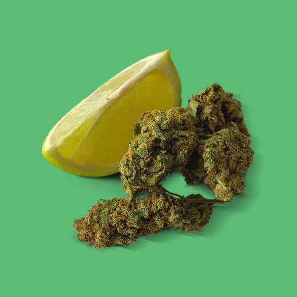 Buy Lemon Haze (Sativa) - UK online dispensary